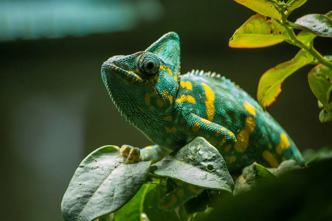 Slithery, Scaly, and Spectacular: The Top 10 Fascinating Reptiles You Should Know