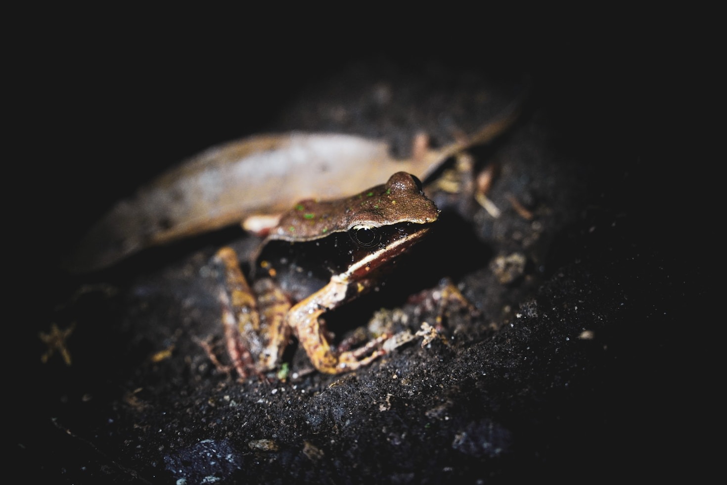 Top 10 Fascinating Reptiles You Should Know
