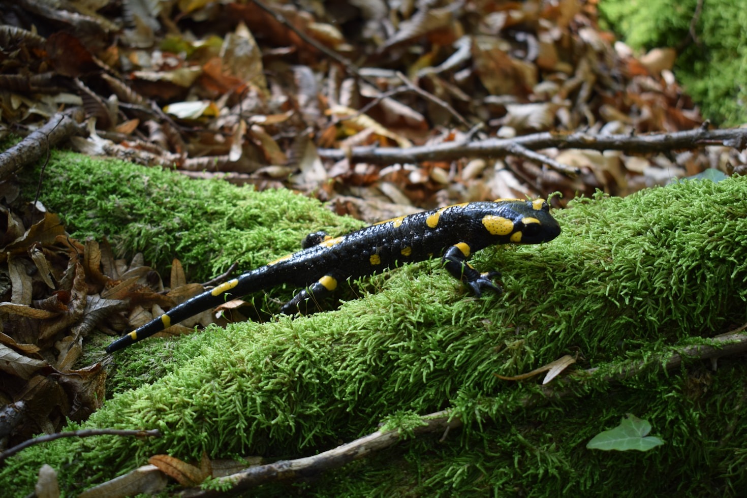 More Than Just Croaks and Ribbits: Why Amphibians are Ecosystem Superheroes