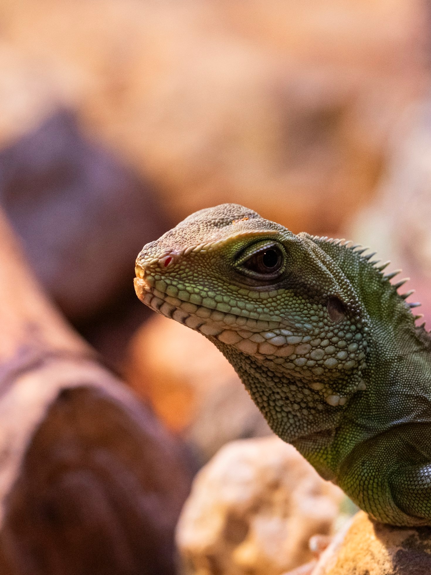 The 7 Astonishing Adaptations of Tree Frogs