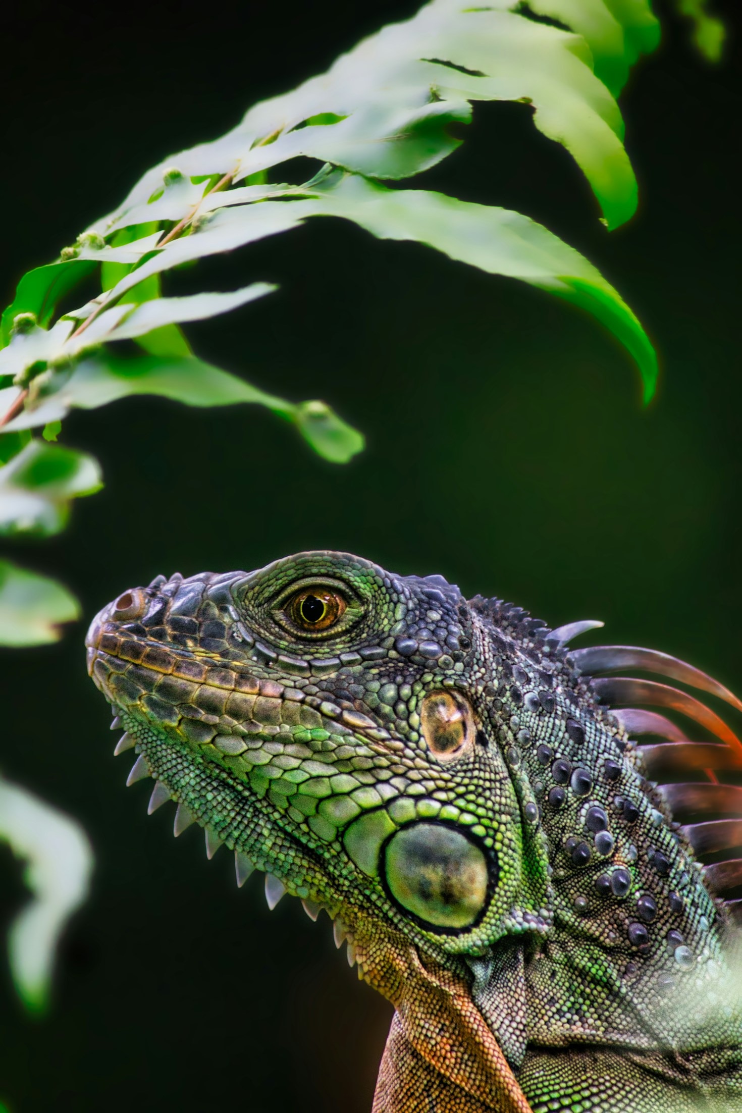 Understanding the Lifecycle of Salamanders