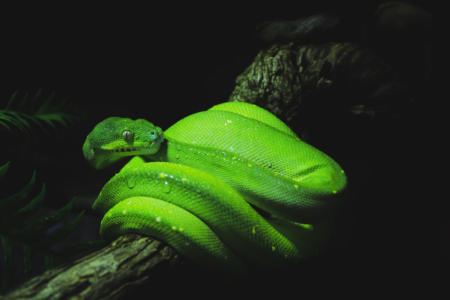 Habitat Preservation: What You Can Do to Help