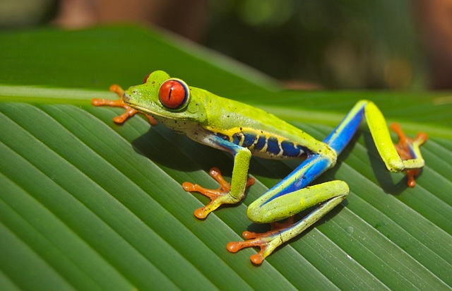  A bright green Red-eyed Tree Frog holds onto its leaf by using its sticky toepads.